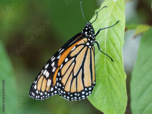 Monarch butterfly closeup on a green leaf