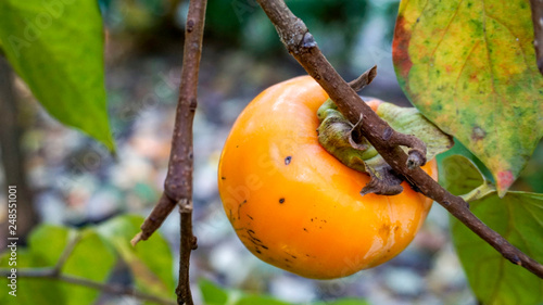 Persimmon tree branches 2