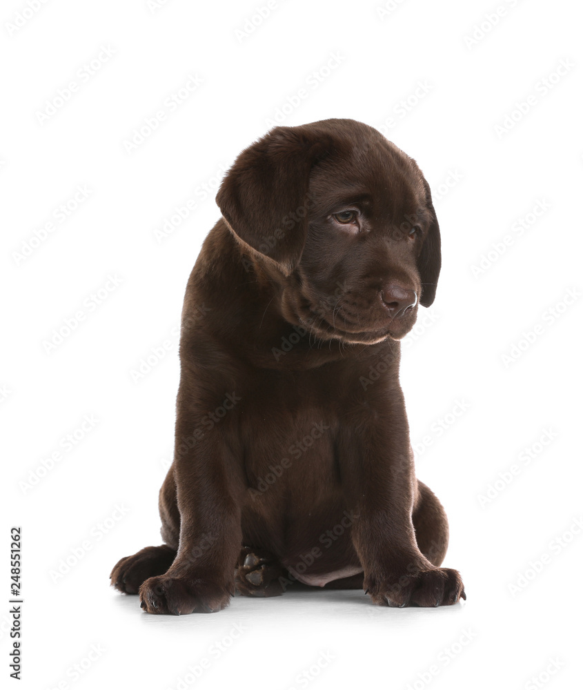 Chocolate Labrador Retriever puppy on white background