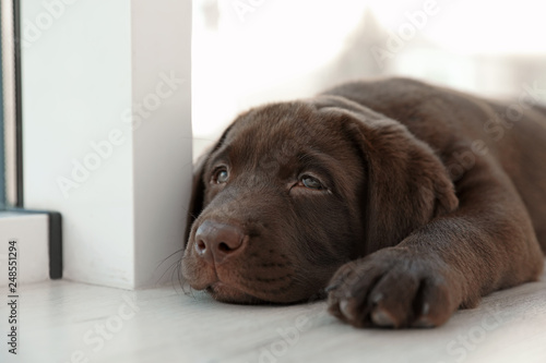 Chocolate Labrador Retriever puppy on windowsill indoors