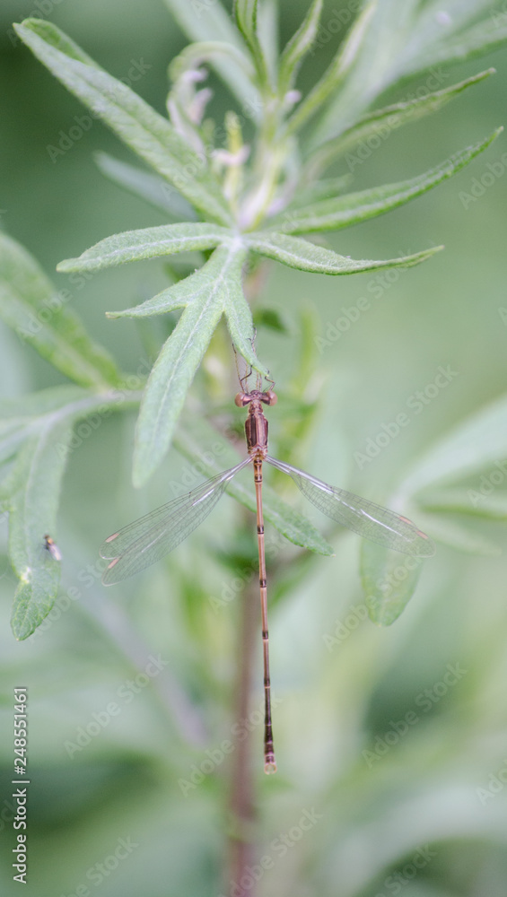 Slender Spreadwing Damselfly on a Leaf Slender Spreadwing Damselfly on a Leaf