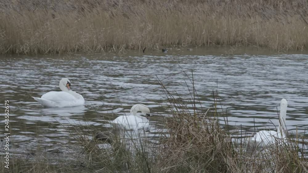 Swans in a Windswept Lake Swans in a Windswept Lake