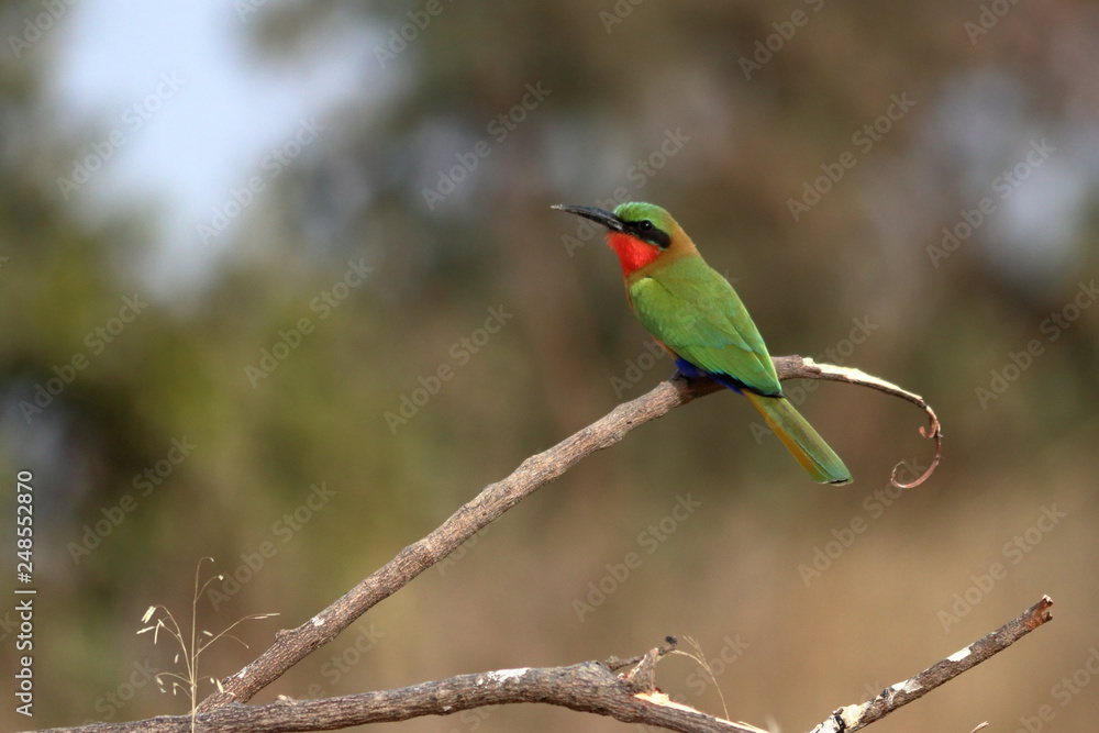 Fototapeta premium red throated bee eater