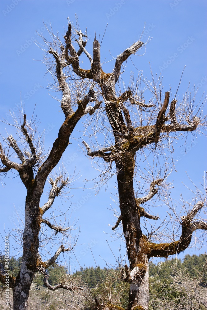 dead tree in spring dead tree in spring