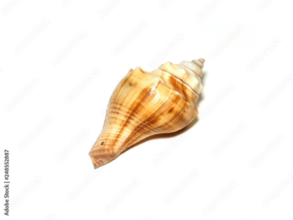 isolated sea shell on a white background