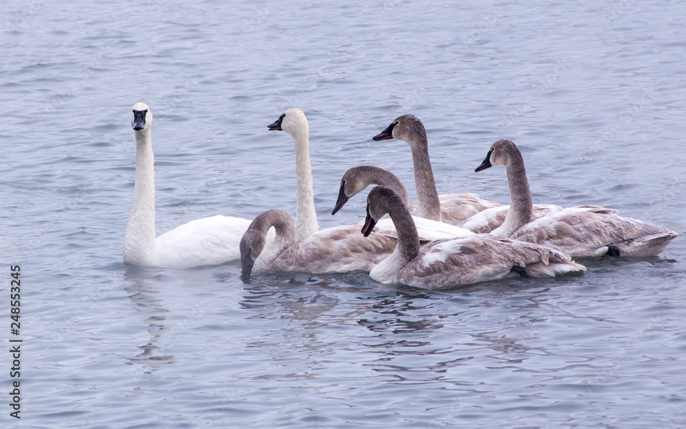 Obraz premium Swans are playing in open water of a lake at early spring time