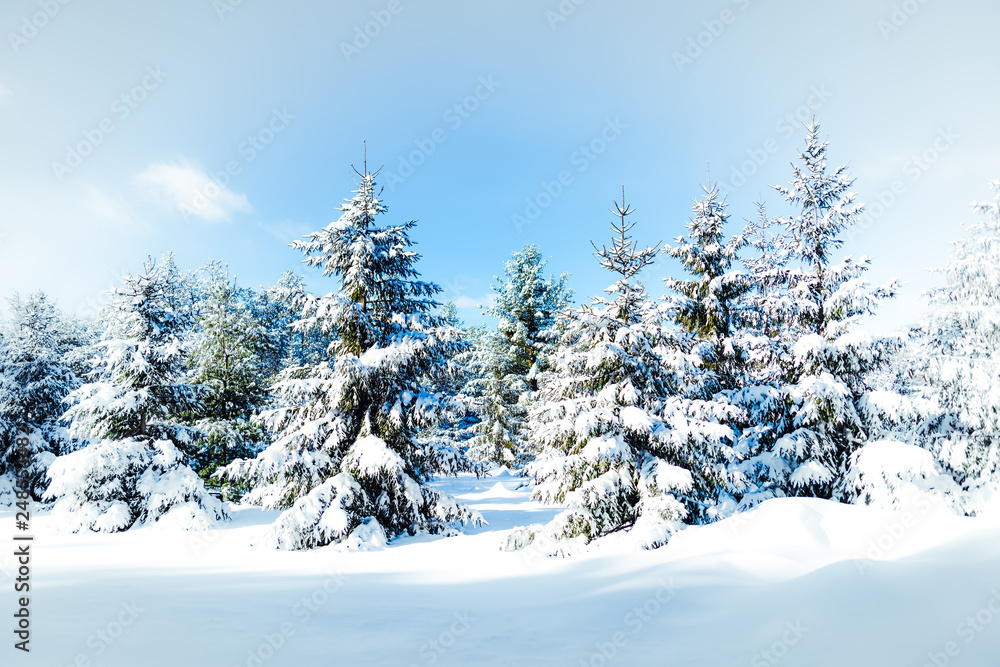 winter landscape with trees and snow