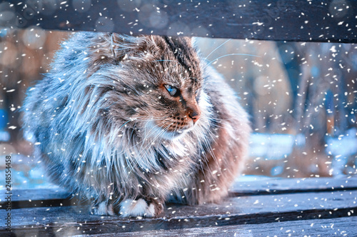A street tricolor cat sits on a bench in the winter, in the park near the river. A miserable look of an homeless animal  animal in city.