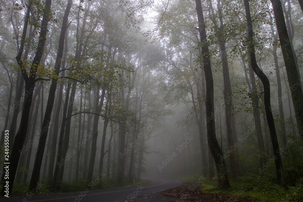 Naklejka premium Misty Forest