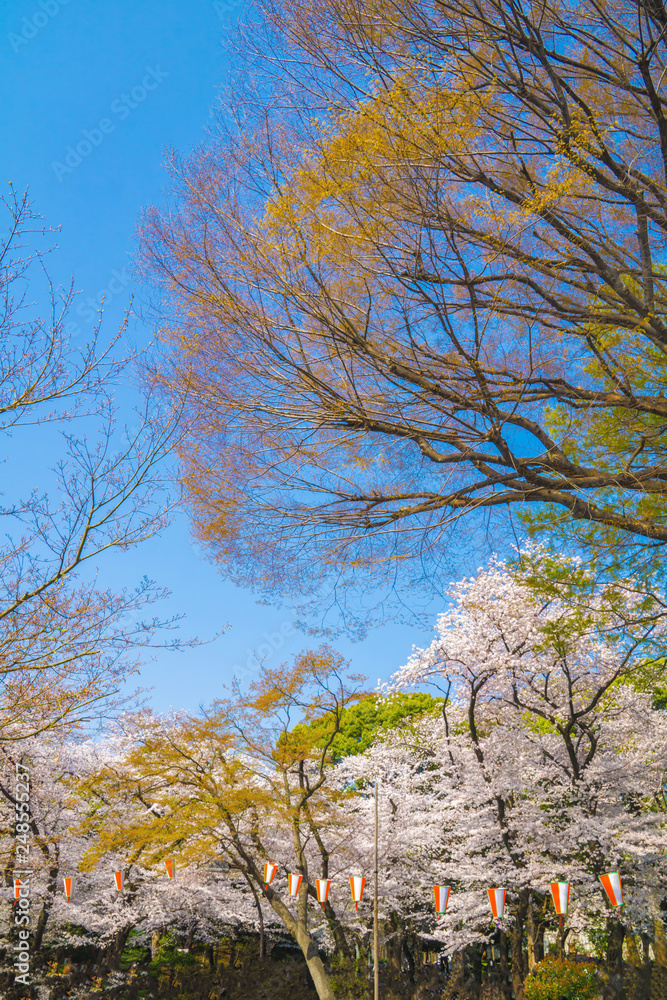 Japan cherry blossom season.White cherry blossoms are blooming.Travel in Japan.