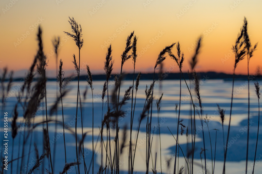 Grass Sunset Over Ice