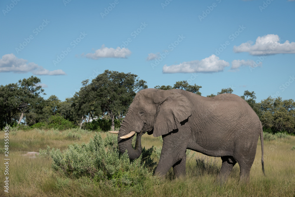Large African Elephant walking through a clearing, feeding on low bushes, Okavango Delta, Botswana