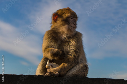Poser monkey