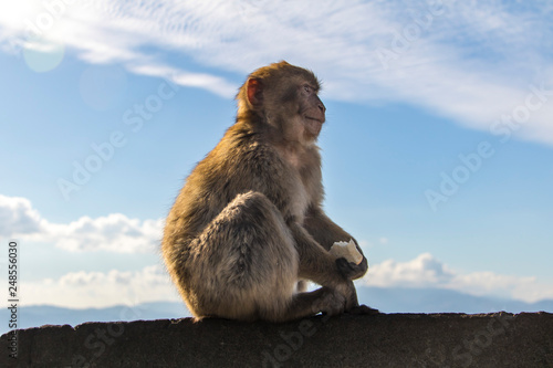 Meditative monkey © Miklos Lissa