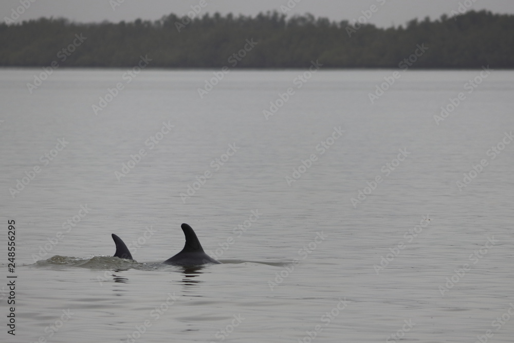 Fototapeta premium bottlenose dolphin