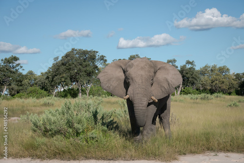 Canvas Print Large African Elephant walking through a clearing, feeding on low bushes, Okavan