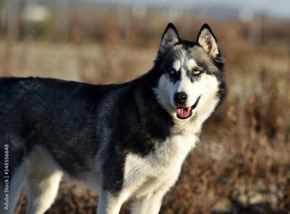 husky siberiano