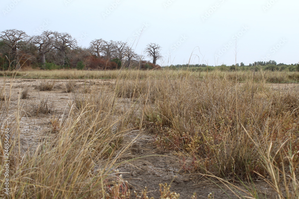 Fototapeta premium gambia