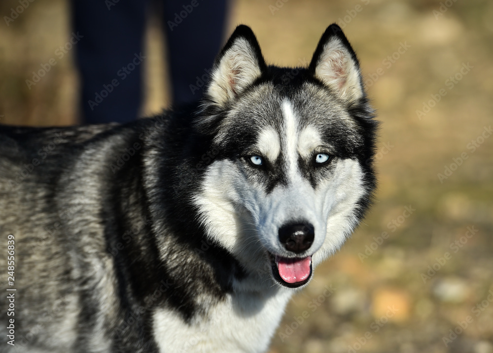 husky siberiano