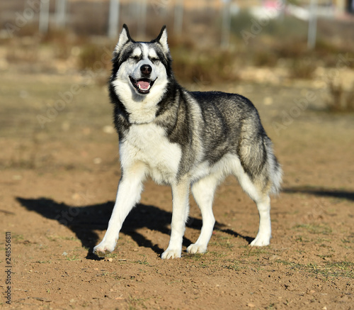 husky siberiano