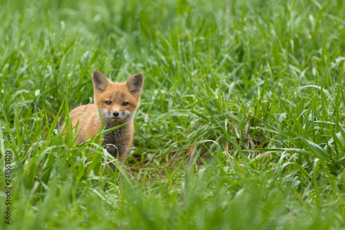Red fox kit © Igor Kovalenko