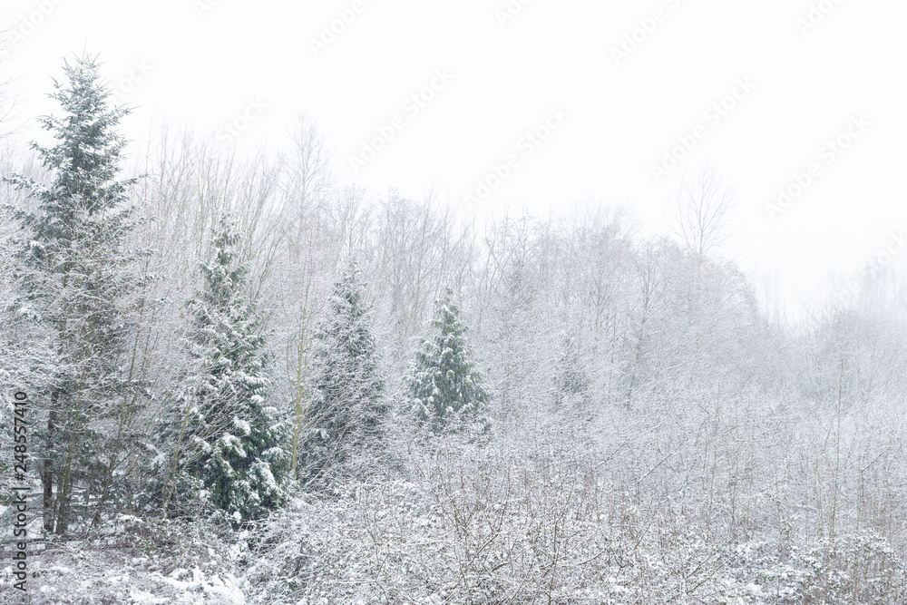 Snowy trees and bushes Snowy trees and bushes