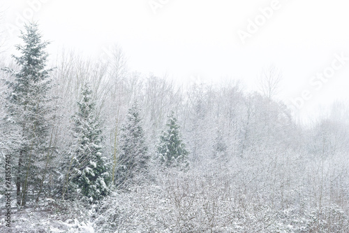 Snowy trees and bushes