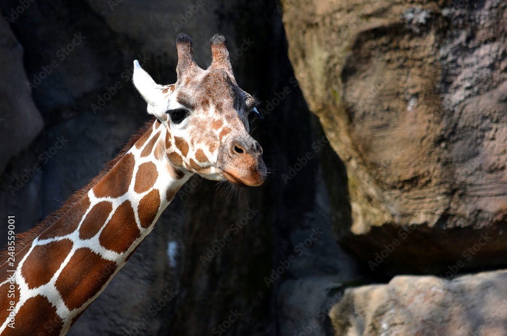 Obraz premium giraffe in zoo