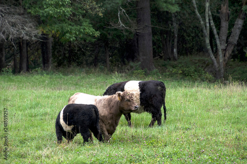 Belted Galloways beef cattle