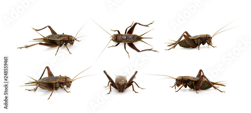 Group of cricket on white background., Insects. Animals. © yod67