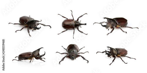 Group of dynastinae on a white background. Insect. Animal. Dynastinae is fighter of the mountain in from Thailand.