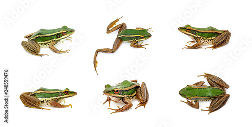 Group of paddy field green frog or Green Paddy Frog (Rana erythraea) on a white background. Amphibian. Animal.
