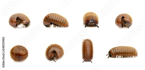 Group of pill millipede worm(Oniscomorpha) isolated on a white background. Glomerida. Insect. Animal.