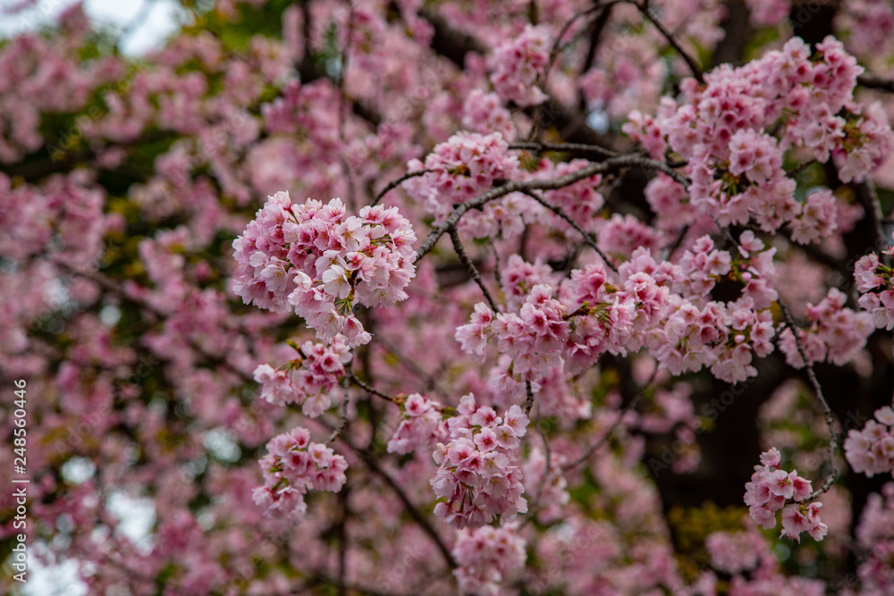 Sakura flowers or cherry blossoms in Tokyo, Japan during Spring time. Close up of flower’s petals, pollen and tree branches in Shinjuku park. Sakura flowers or cherry blossoms in Tokyo, Japan during Spring time. Close up of flower’s petals, pollen and tree branches in Shinjuku park.