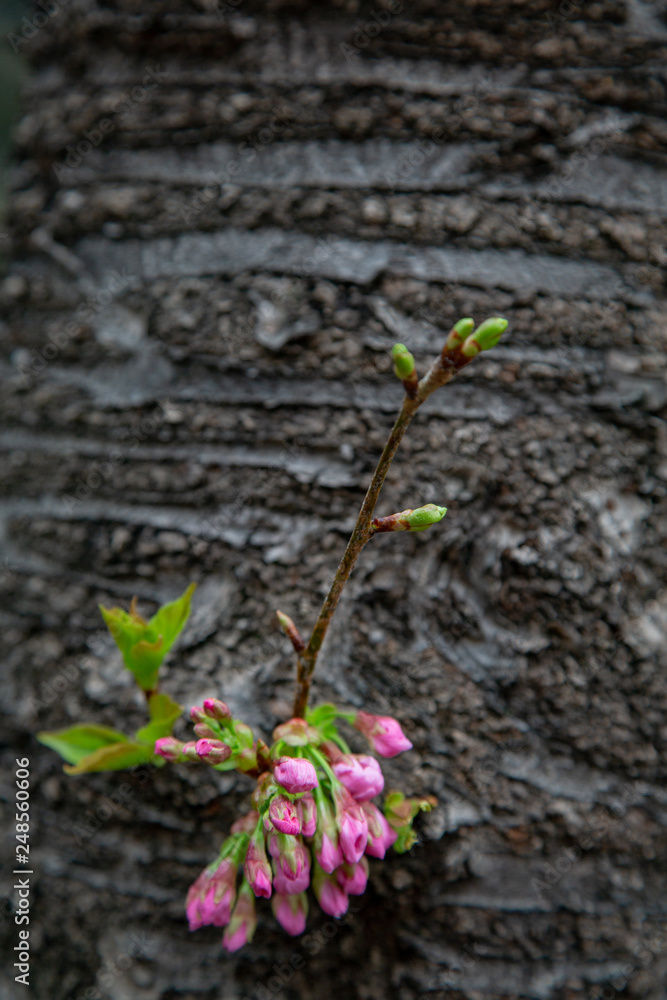 Sakura flowers or cherry blossoms in Tokyo, Japan during Spring time. Close up of flower’s petals, pollen and tree branches in Shinjuku park. Sakura flowers or cherry blossoms in Tokyo, Japan during Spring time. Close up of flower’s petals, pollen and tree branches in Shinjuku park.
