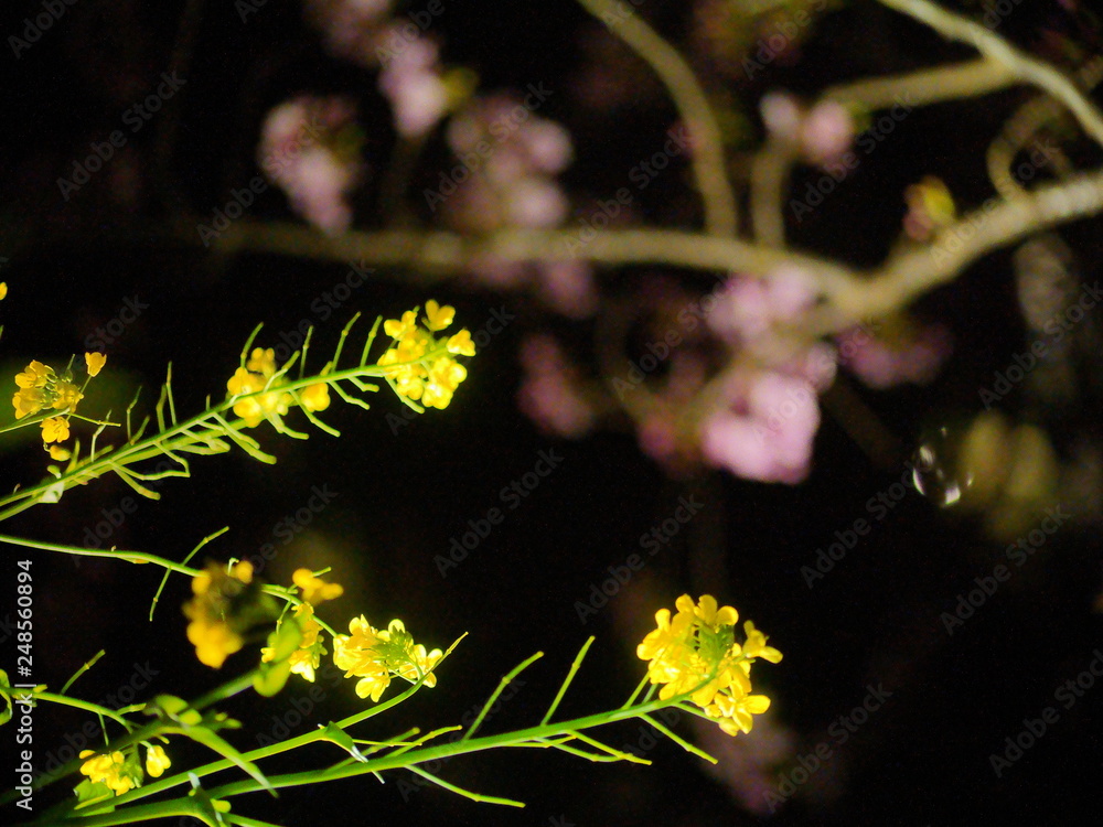 Sakura (cherry blossom) trees with lights and Nanohana(Yellow flower) at night, Minami Izu, Shizuoka, Japan Sakura (cherry blossom) trees with lights and Nanohana(Yellow flower) at night, Minami Izu, Shizuoka, Japan