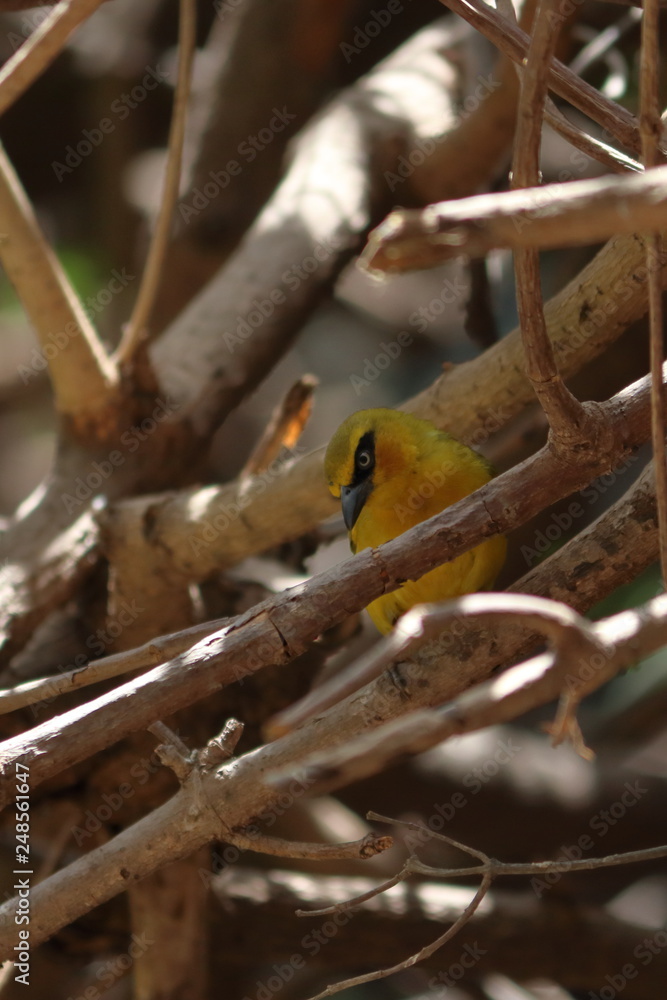 gambia birds