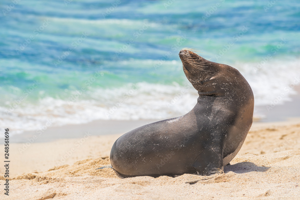 Naklejka premium Galapagos Sea Lion in sand lying on beach on Gardner Bay Beach, Espanola Island, Galapagos Islands. Animals and wildlife nature on San Cristobal Island, Galapagos, Ecuador, South America. Cute animals