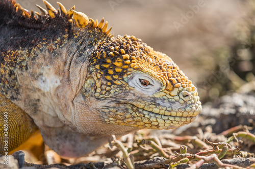 Galapagos Land Iguana - close up of yellow land iguana on North Seymour. Amazing animals and wildlife in Galapagos Islands  Ecuador  South America. Male land iguana.