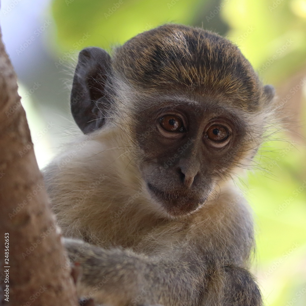 Fototapeta premium green monkey