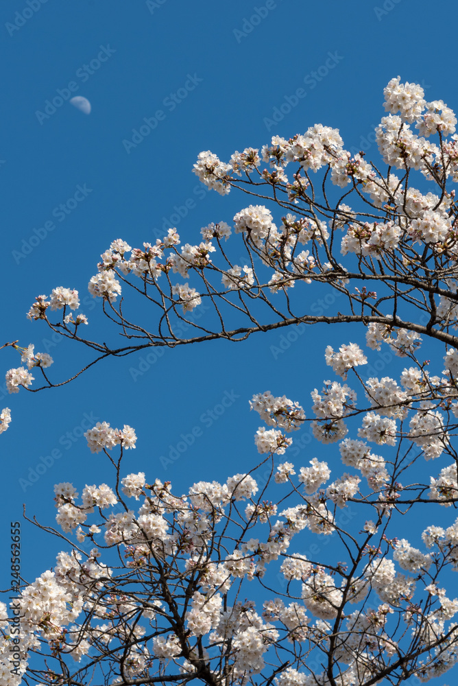 Close up full bloom beautiful pink cherry blossoms flowers ( sakura ) over the garden in springtime sunny day with soft natural background Close up full bloom beautiful pink cherry blossoms flowers ( sakura ) over the garden in springtime sunny day with soft natural background