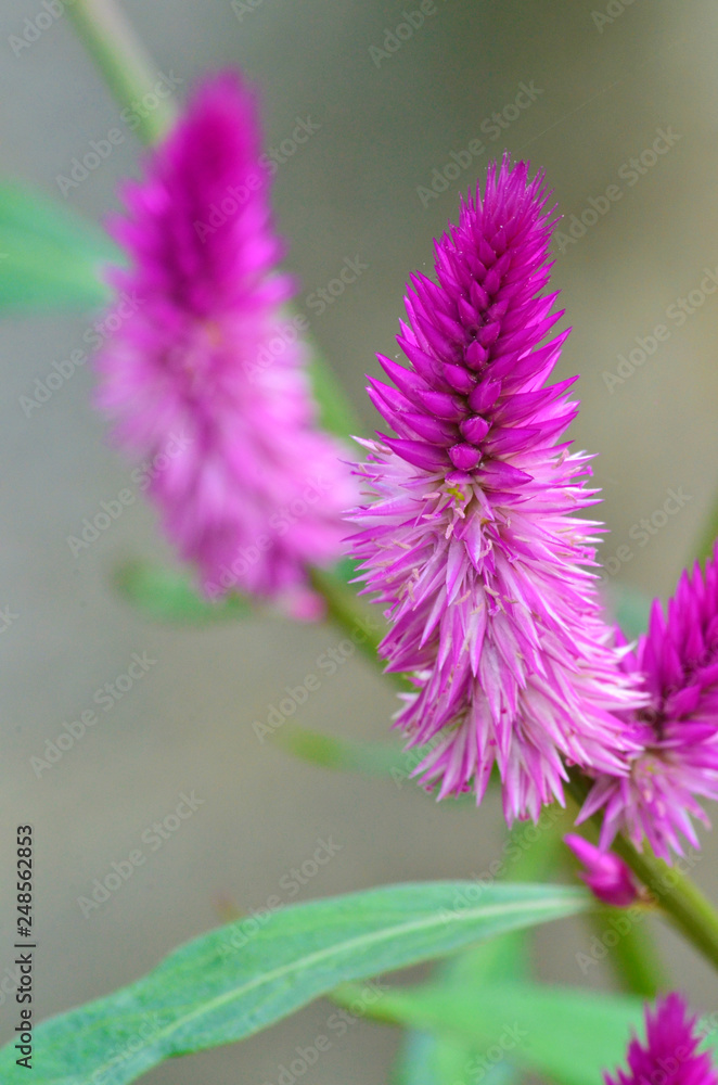 Fototapeta premium Plants in the garden