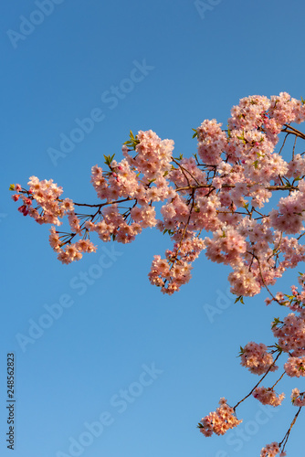 Close up full bloom beautiful pink cherry blossoms flowers ( sakura ) over the garden in springtime sunny day with soft natural background