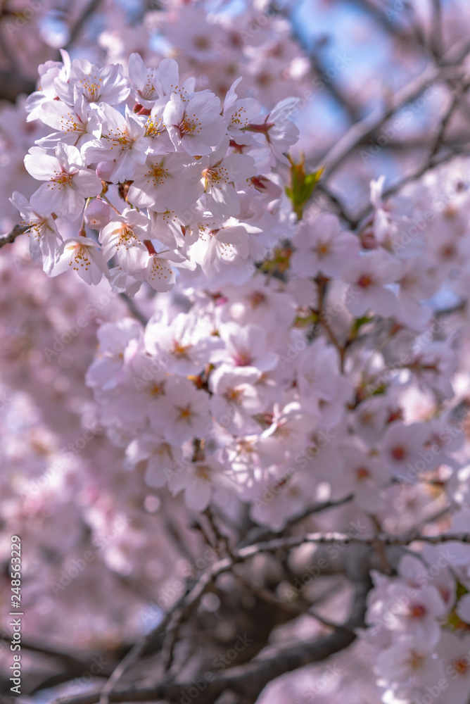 Close up full bloom beautiful pink cherry blossoms flowers ( sakura ) over the garden in springtime sunny day with soft natural background Close up full bloom beautiful pink cherry blossoms flowers ( sakura ) over the garden in springtime sunny day with soft natural background