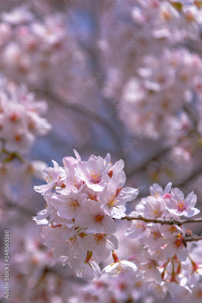 Close up full bloom beautiful pink cherry blossoms flowers ( sakura ) over the garden in springtime sunny day with soft natural background Close up full bloom beautiful pink cherry blossoms flowers ( sakura ) over the garden in springtime sunny day with soft natural background