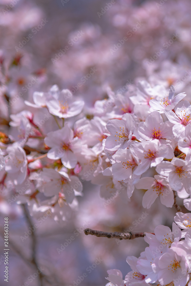 Close up full bloom beautiful pink cherry blossoms flowers ( sakura ) over the garden in springtime sunny day with soft natural background Close up full bloom beautiful pink cherry blossoms flowers ( sakura ) over the garden in springtime sunny day with soft natural background