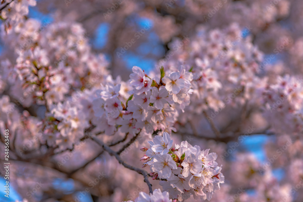 Close up full bloom beautiful pink cherry blossoms flowers ( sakura ) over the garden in springtime sunny day with soft natural background Close up full bloom beautiful pink cherry blossoms flowers ( sakura ) over the garden in springtime sunny day with soft natural background