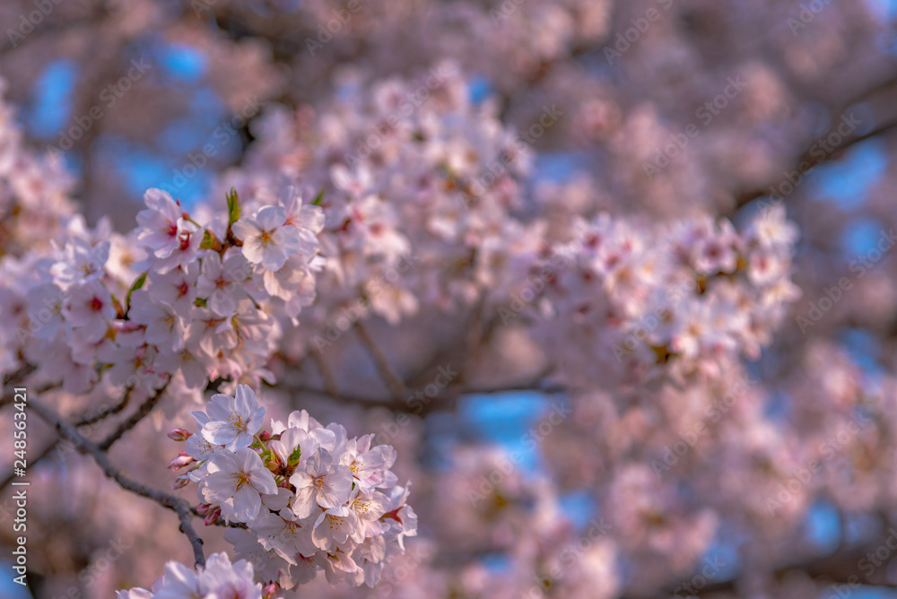 Close up full bloom beautiful pink cherry blossoms flowers ( sakura ) over the garden in springtime sunny day with soft natural background Close up full bloom beautiful pink cherry blossoms flowers ( sakura ) over the garden in springtime sunny day with soft natural background