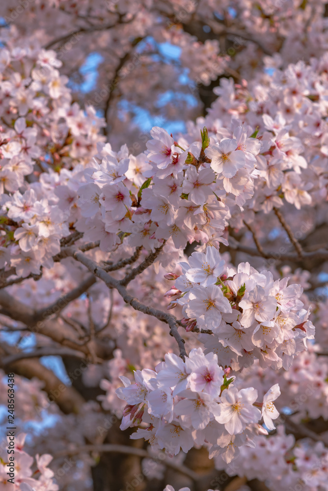 Close up full bloom beautiful pink cherry blossoms flowers ( sakura ) over the garden in springtime sunny day with soft natural background Close up full bloom beautiful pink cherry blossoms flowers ( sakura ) over the garden in springtime sunny day with soft natural background