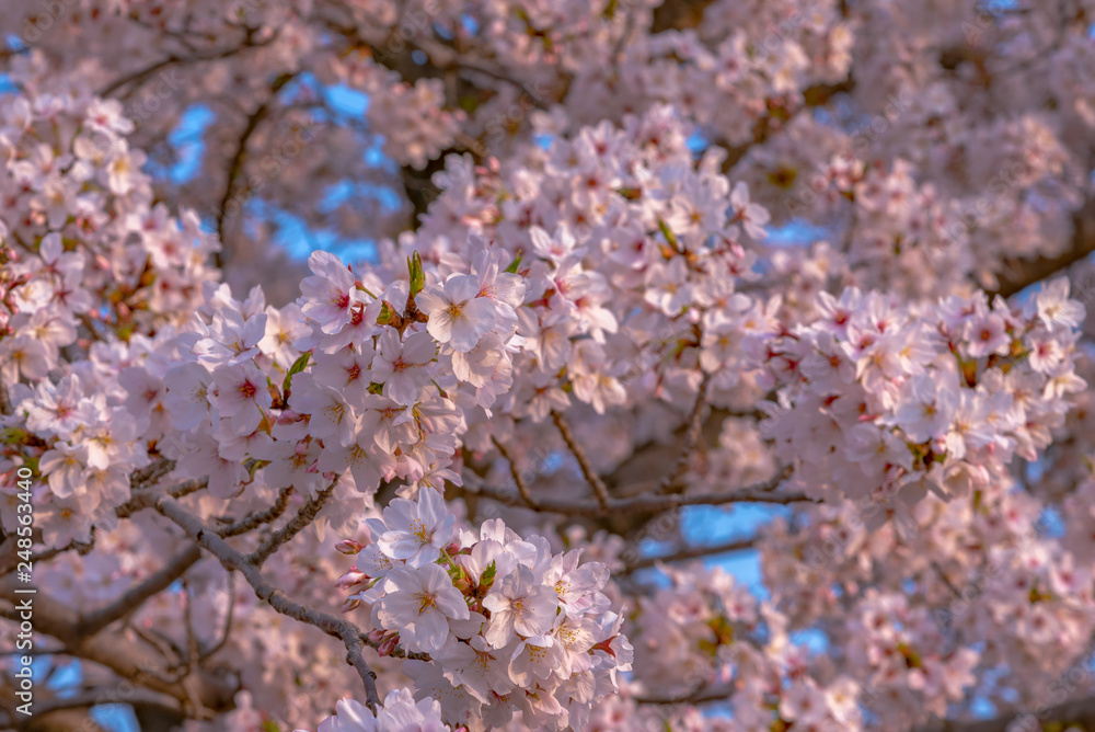 Close up full bloom beautiful pink cherry blossoms flowers ( sakura ) over the garden in springtime sunny day with soft natural background Close up full bloom beautiful pink cherry blossoms flowers ( sakura ) over the garden in springtime sunny day with soft natural background